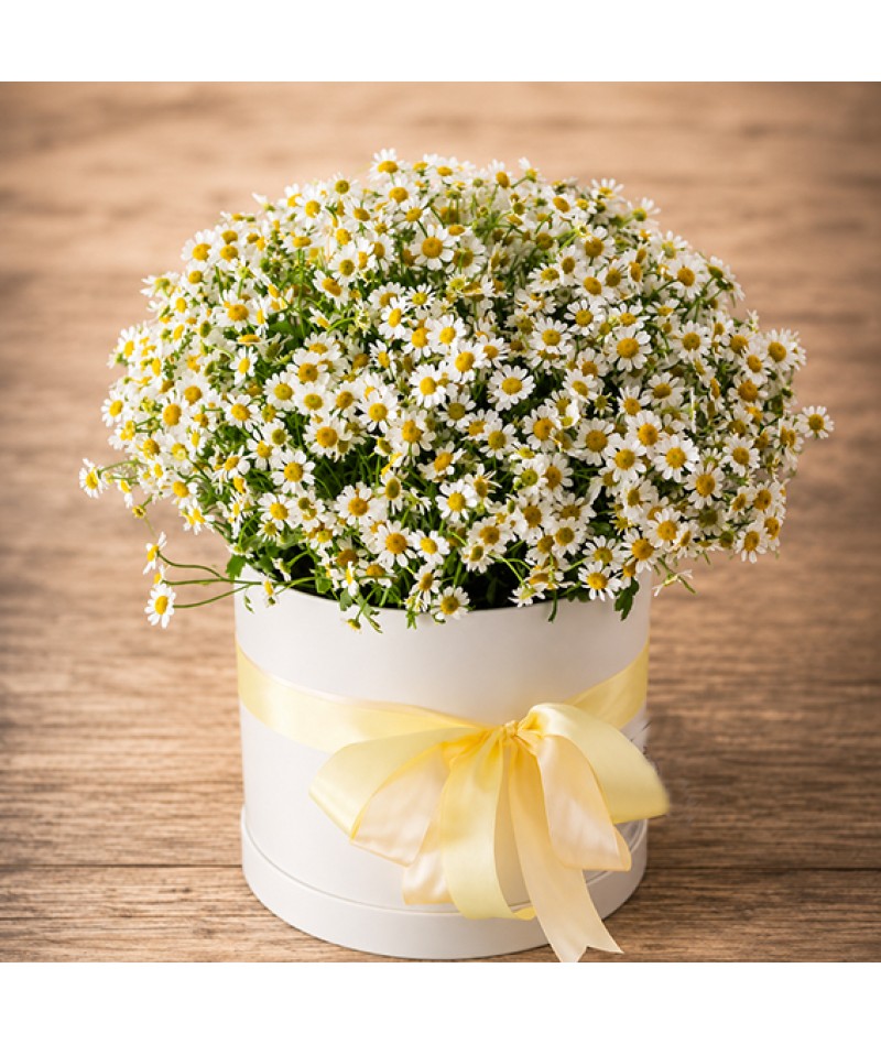 Bouquet Delicate Daisies